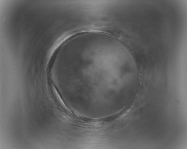 X0000061740295200512161657