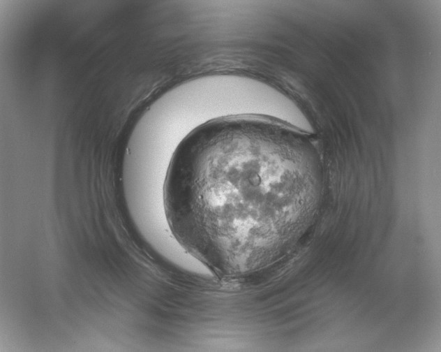 X0000061740362200512161656