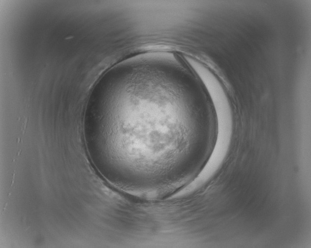 X0000061740385200512161655