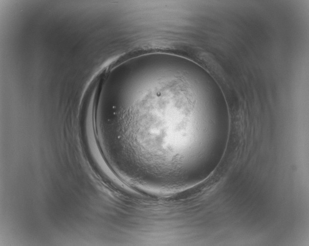 X0000061740395200512161655