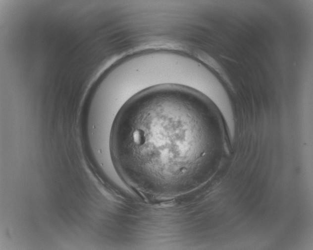 X0000061740436200512161654