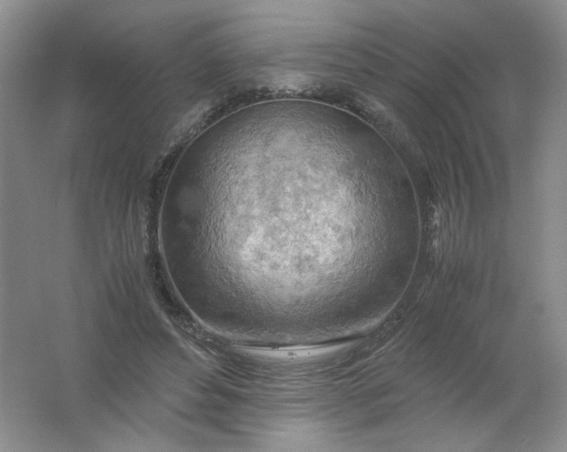 X0000061740496200512161653