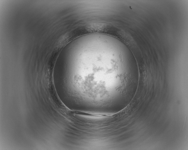 X0000061740498200512161653