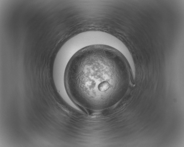 X0000061740564200512161653