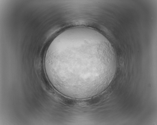 X0000061740583200512161652