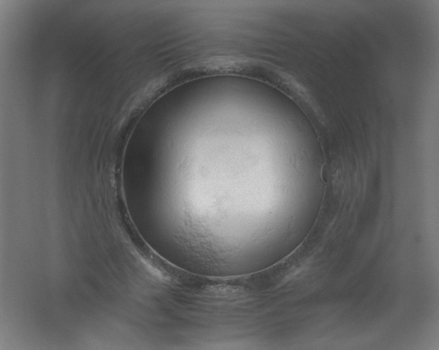 X0000061740633200512161651