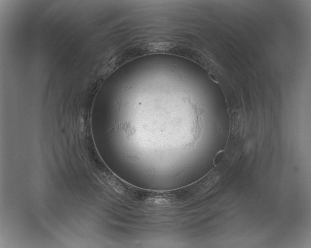 X0000061740655200512161651