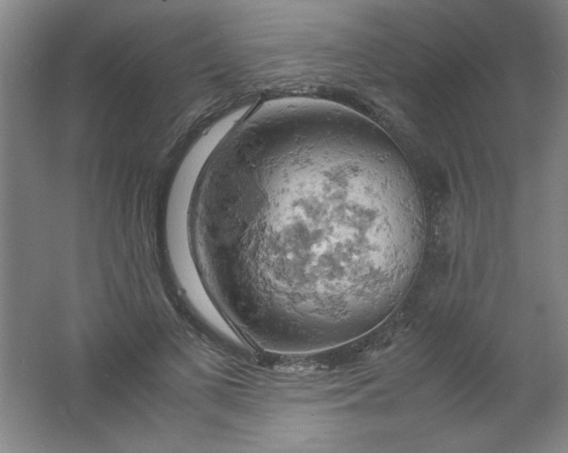 X0000061740693200512161650