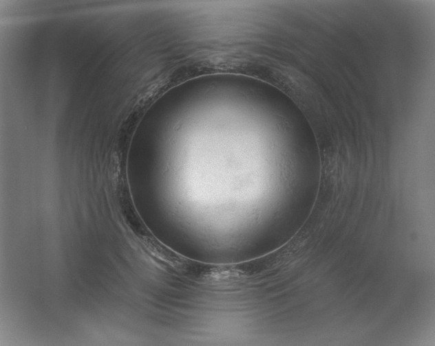 X0000061740752200512161649