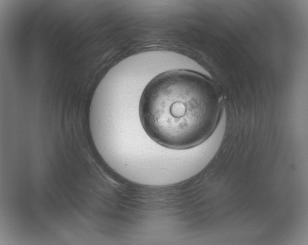 X0000061740764200512161649