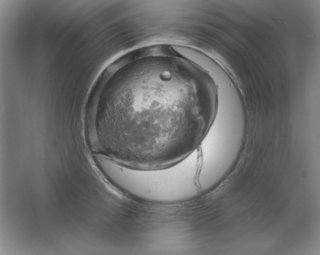 X0000061740854200512161648