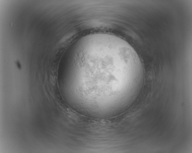 X0000061740869200512161647