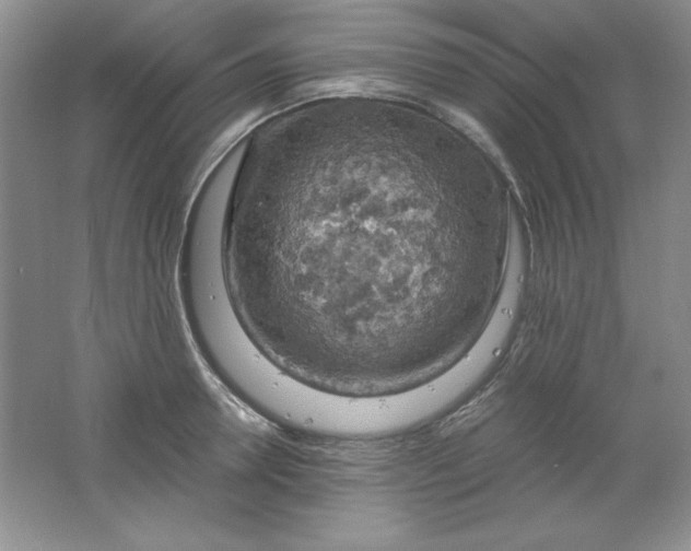 X0000061740946200512161646