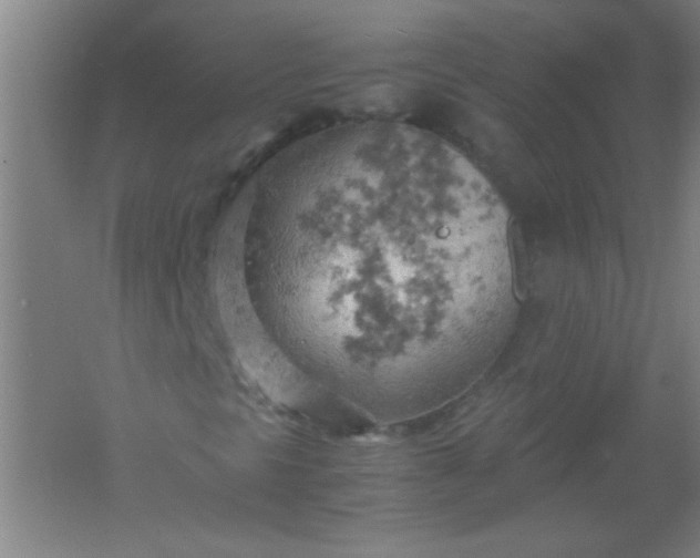 X0000061741297200512161639