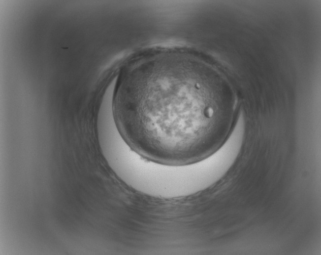 X0000061741398200512161637