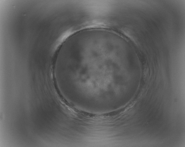 X0000061741455200512161637