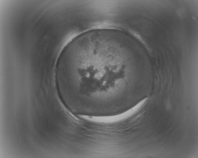 X0000061741463200512161637