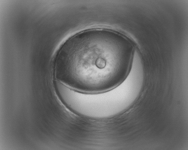 X0000061741504200512161636