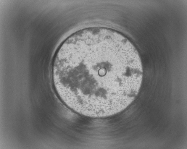 X0000061741514200512161636