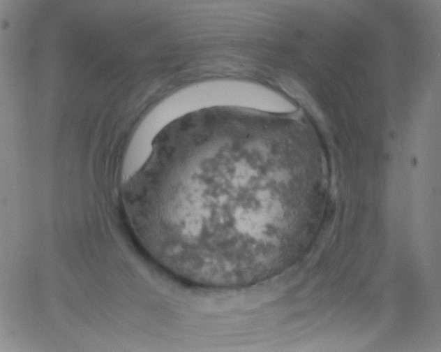 X0000061740021200512231511