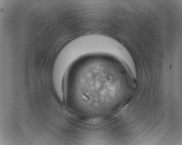 X0000061740084200512231511