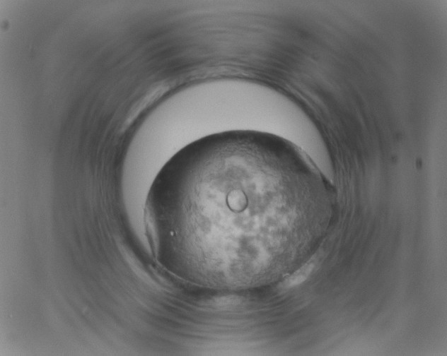 X0000061740158200512231509