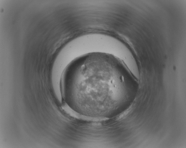 X0000061740162200512231509