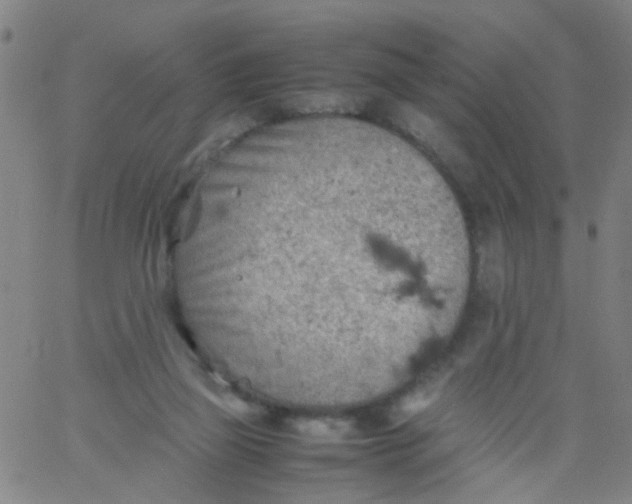 X0000061740165200512231509