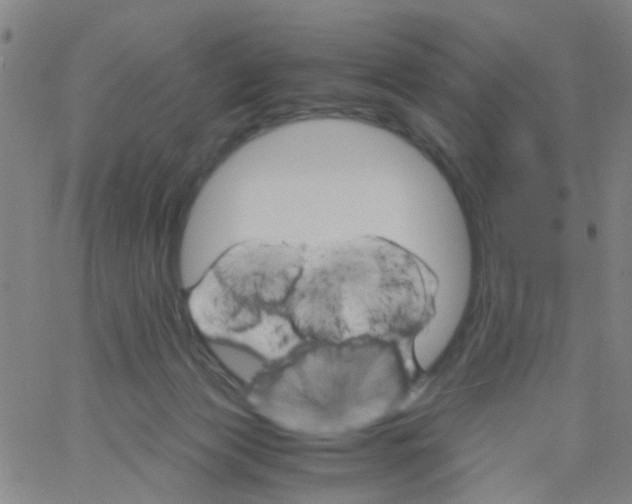 X0000061740173200512231509