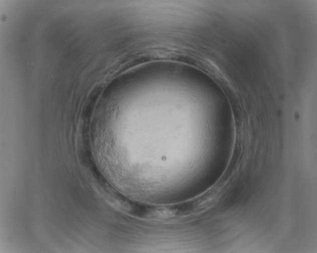 X0000061740217200512231508