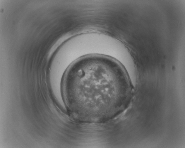 X0000061740244200512231507