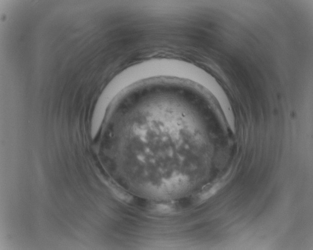 X0000061740285200512231508