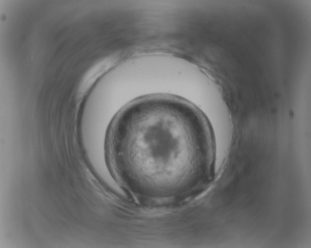 X0000061740293200512231507