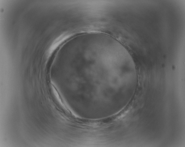 X0000061740295200512231507