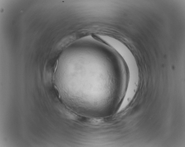 X0000061740333200512231506