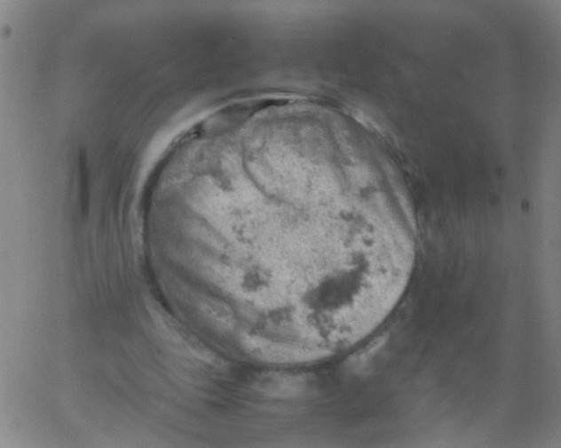 X0000061740343200512231506