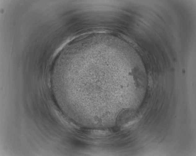 X0000061740347200512231506