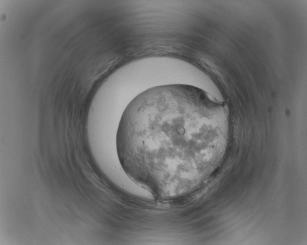 X0000061740362200512231506