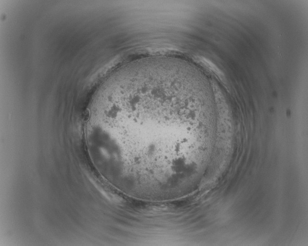 X0000061740405200512231505