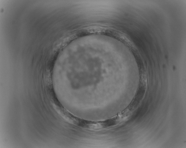 X0000061740411200512231505