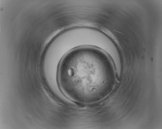 X0000061740436200512231504