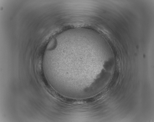 X0000061740499200512231503