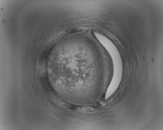 X0000061740517200512231503