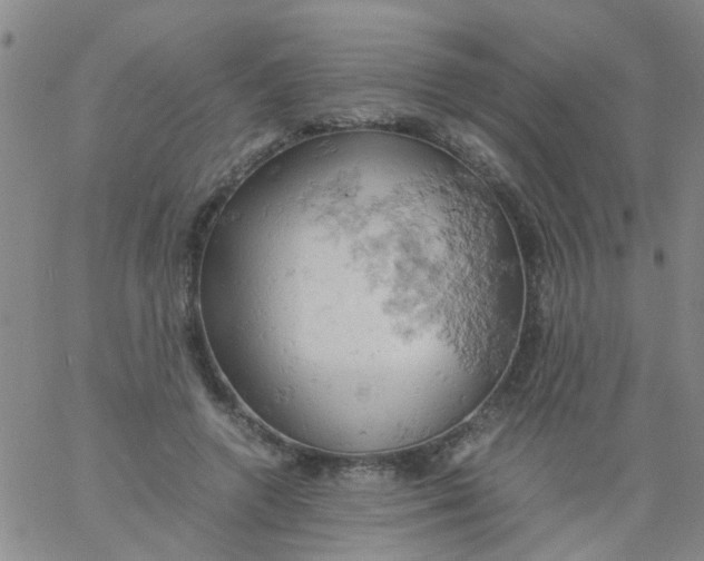 X0000061740546200512231502