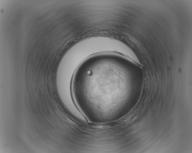 X0000061740558200512231503