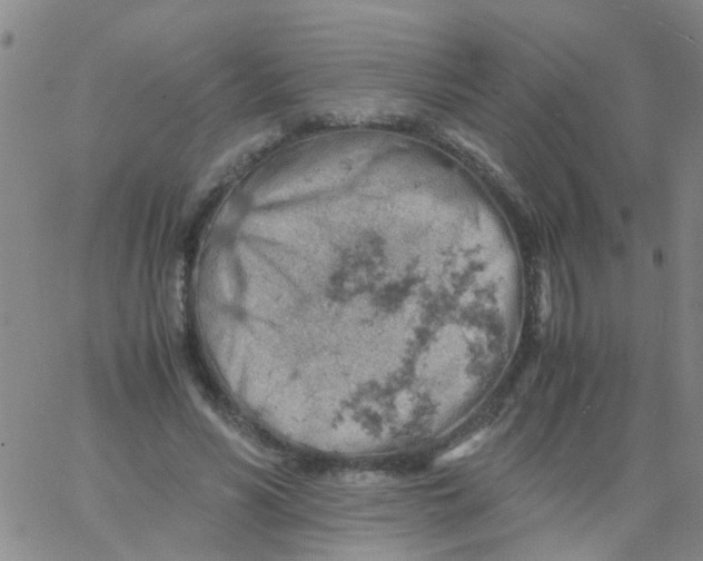 X0000061740590200512231502