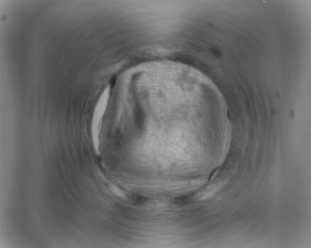 X0000061740624200512231501