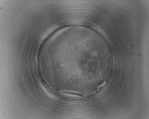 X0000061740674200512231501