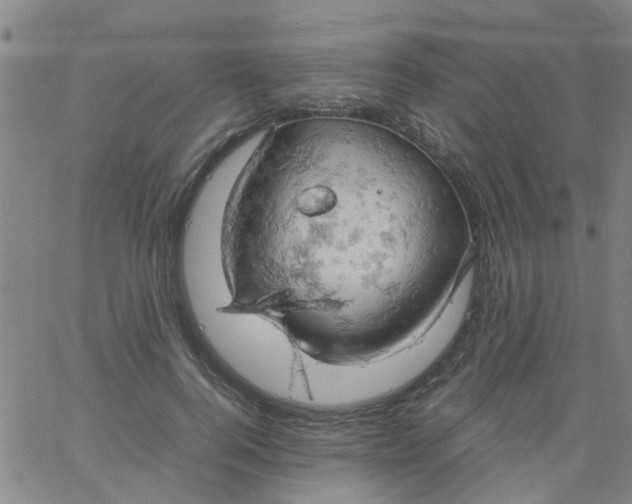 X0000061740744200512231459