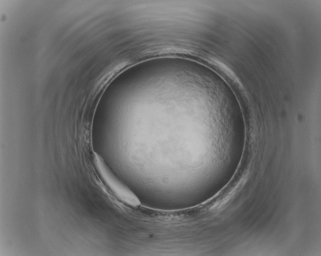 X0000061740793200512231459